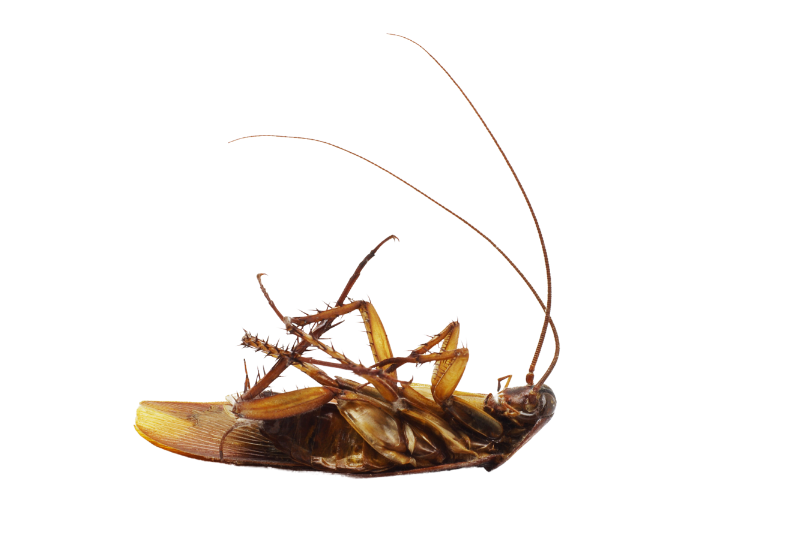 Cockroach on back transparent Wasp Nest